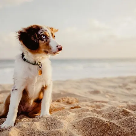 Seaside 43 5* Sankt Peter-Ording